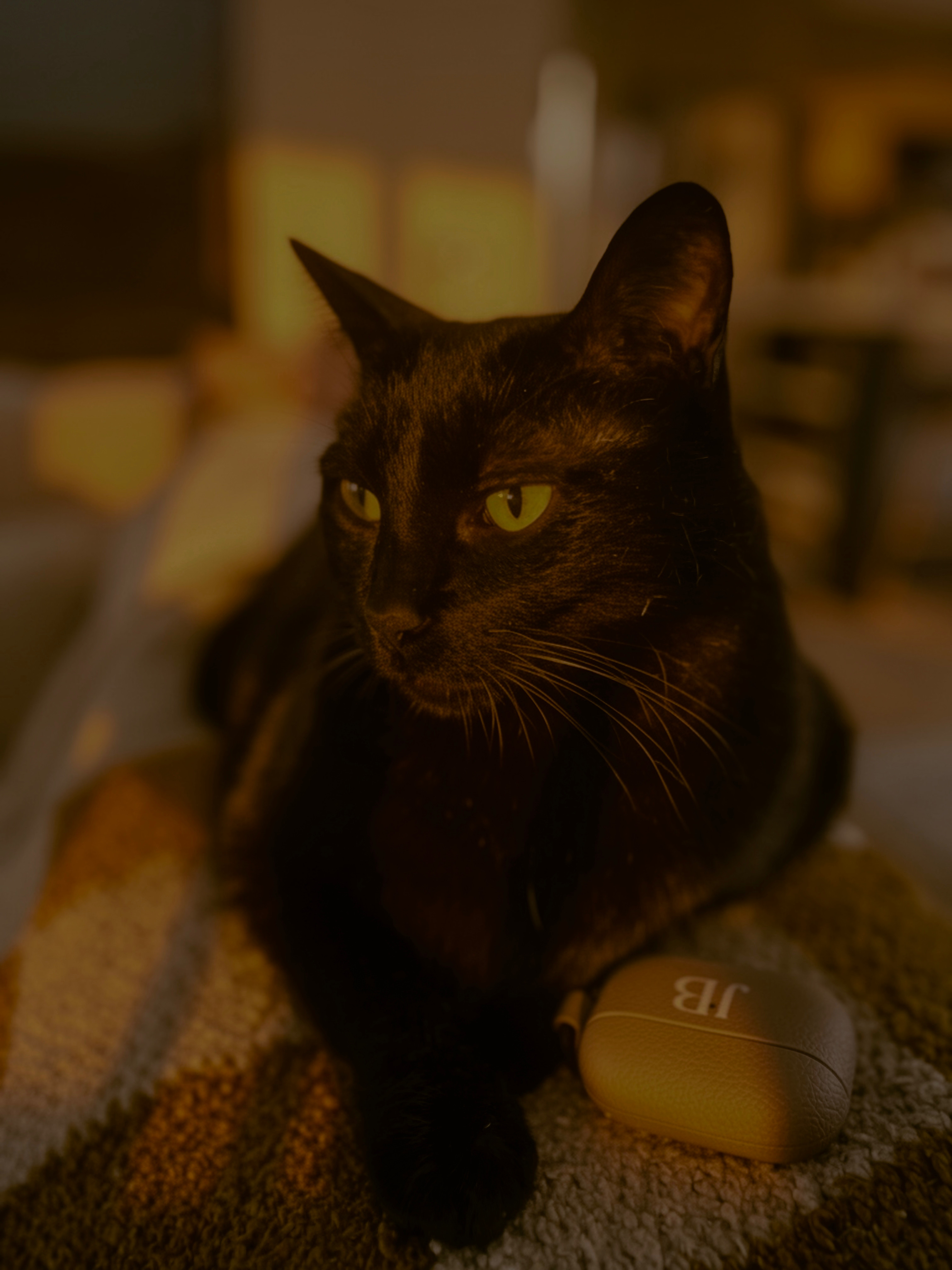 Pan the cat